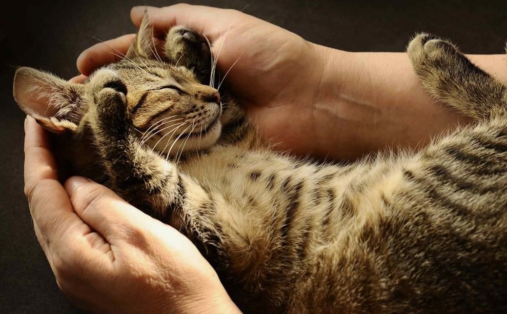 Чому муркочуть коти