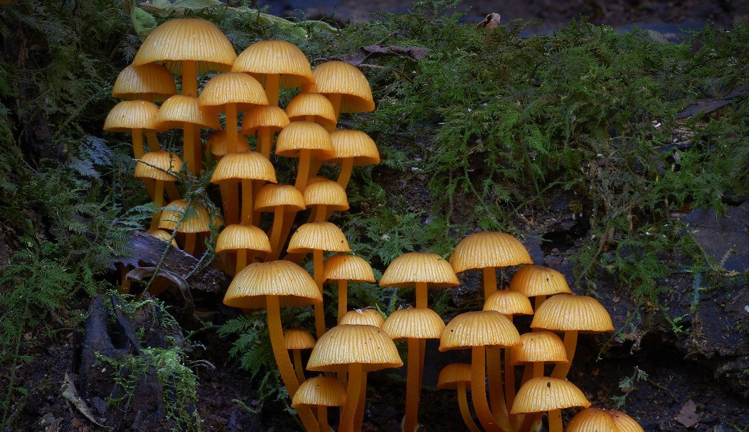 Цікаві факти про гриби