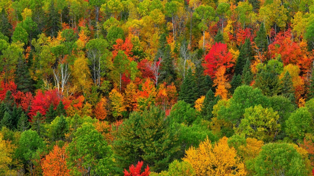 Цікаві факти про ліси і дерева