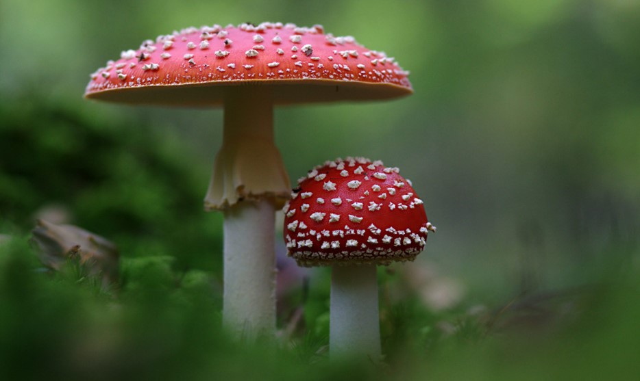 цікаві факти про мухомор