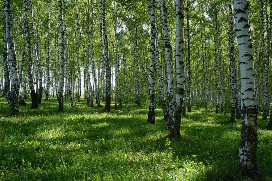 Що таке гай