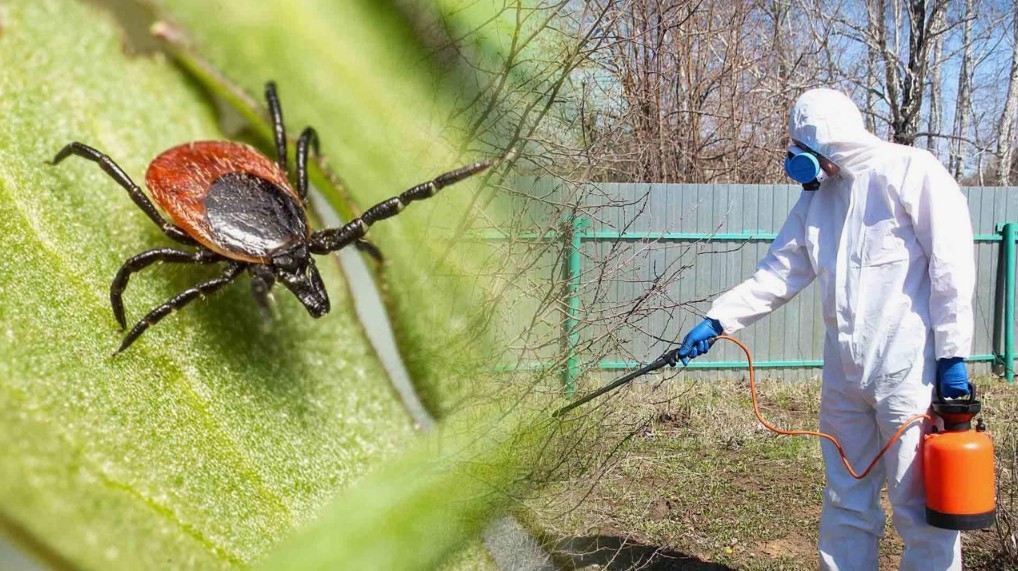 Zwalczanie kleszczy i komarów w Warszawie: jak chronić teren